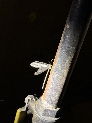 iNaturalist observation photo of Antlions and Owlflies