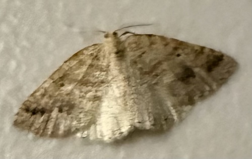 iNaturalist observation photo of Drepanulatrix