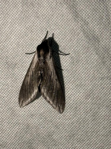 iNaturalist observation photo of Elegant Sphinx