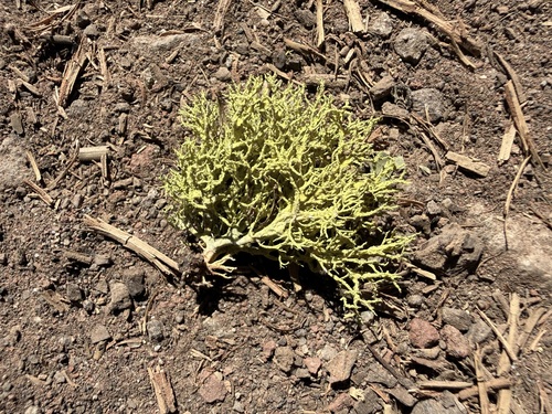 iNaturalist observation photo of wolf lichen