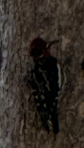 iNaturalist observation photo of Red-breasted Sapsucker