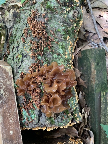Leafy Brain