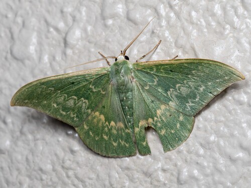 Tanaorhinus reciprocata