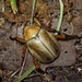 Shining Leaf Chafers - Photo (c) Toby Hibbitts, all rights reserved