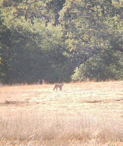 iNaturalist observation photo of Bobcat