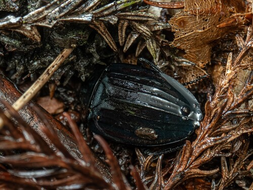 Eusilpha japonica