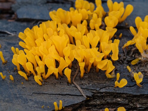 Fan-shaped Jelly Fungus