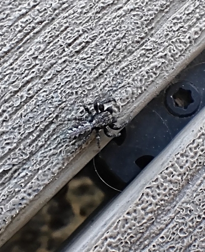 iNaturalist observation photo of California Flattened Jumping Spider