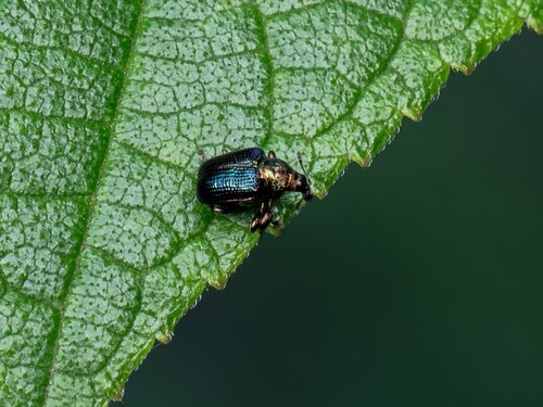 Euops splendidus