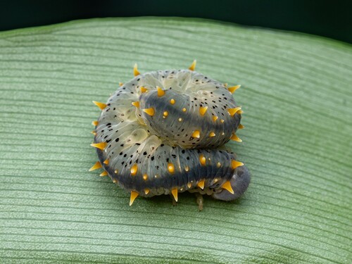 Siobla ferox
