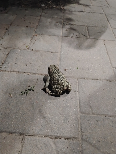 iNaturalist observation photo of Western Toad