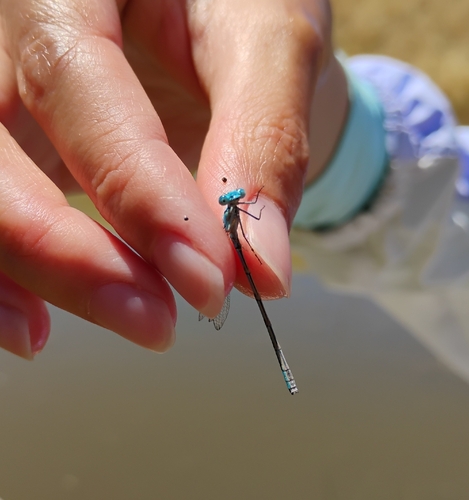 iNaturalist observation photo of Northern Bluet