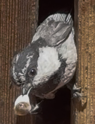 iNaturalist observation photo of Mountain Chickadee