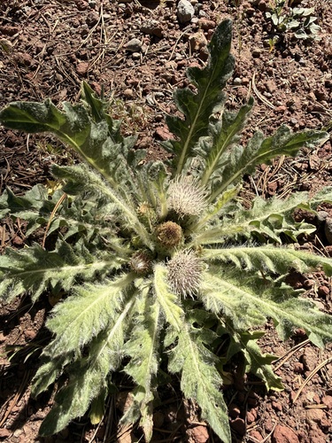 iNaturalist observation photo of Elk Thistle