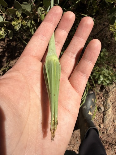 iNaturalist observation photo of Salsifies