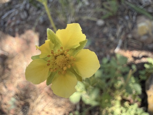 iNaturalist observation photo of Drymocallis
