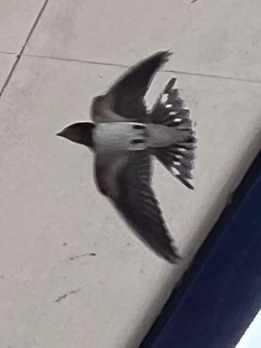 Barn Swallow