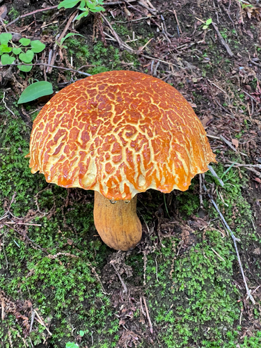 Rugiboletus extremiorientalis