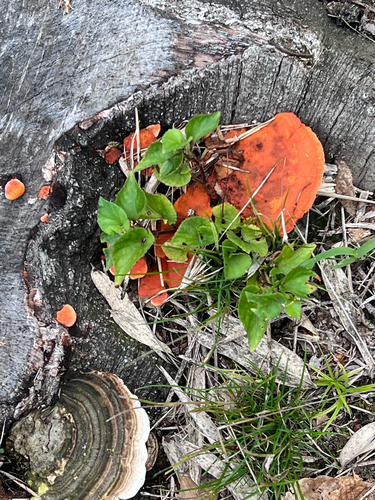 Southern Cinnabar Polypore