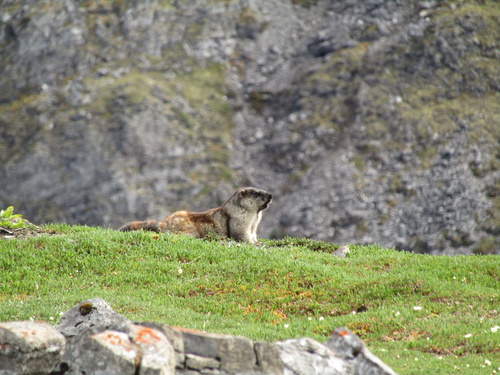 Alaska Marmot observed by ngsj16