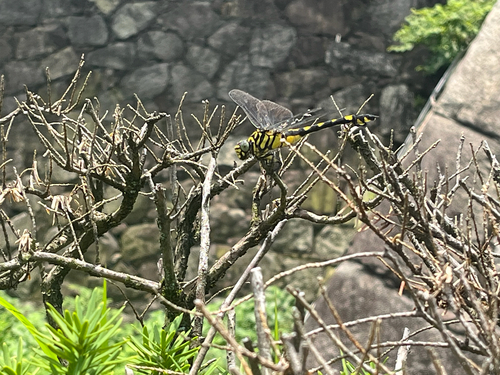Golden Flangetail