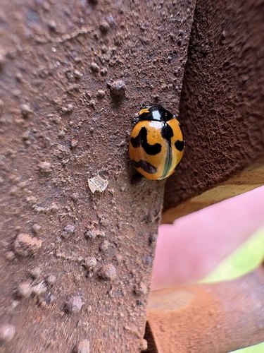 Small Transverse Ladybird Beetle