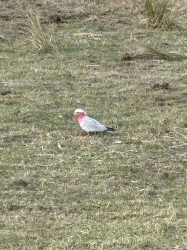 Galah