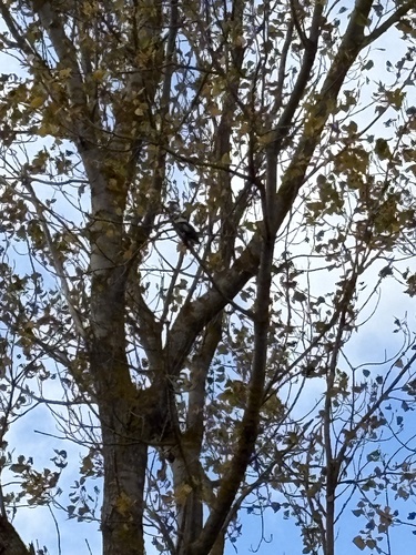 Laughing Kookaburra