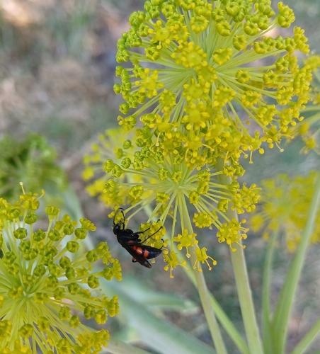 Black-banded Spider Wasp