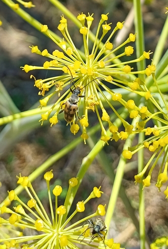 Judolia erratica
