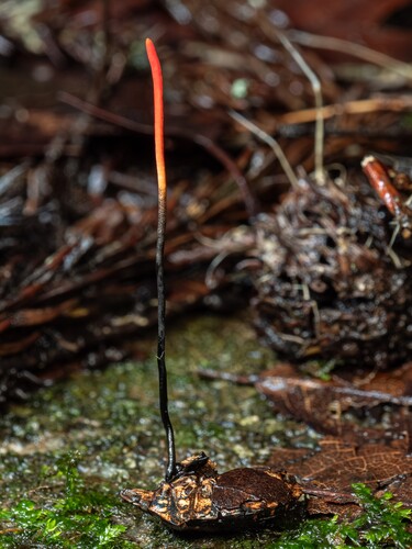 Ophiocordyceps nutans