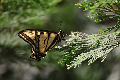 iNaturalist observation photo of Common Swallowtails