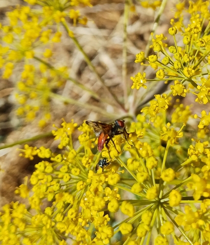 Ectophasia oblonga