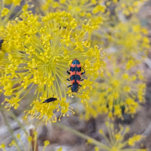 Bee-eating Beetle