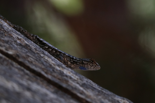 iNaturalist observation photo of Western Fence Lizard