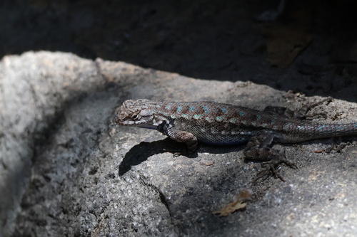iNaturalist observation photo of Spiny Lizards