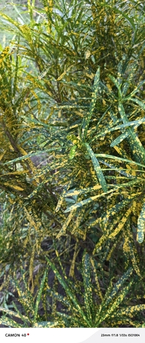 Codiaeum variegatum variegatum