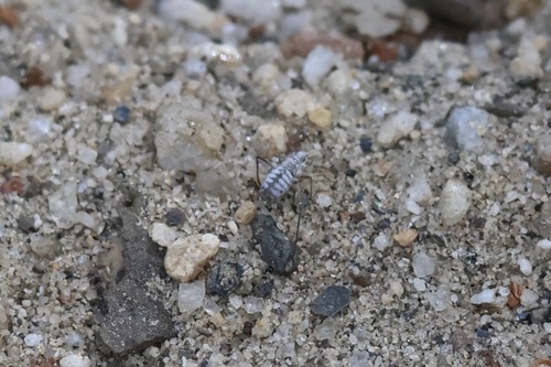 iNaturalist observation photo of Aphids