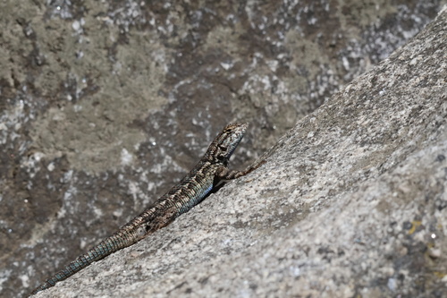 iNaturalist observation photo of Spiny Lizards