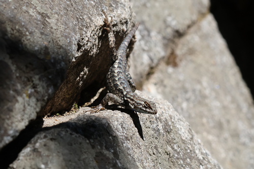 iNaturalist observation photo of Spiny Lizards