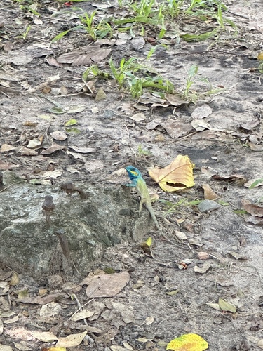 Vietnamese Blue Crested Lizard
