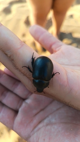 Pentodon bidens punctatus