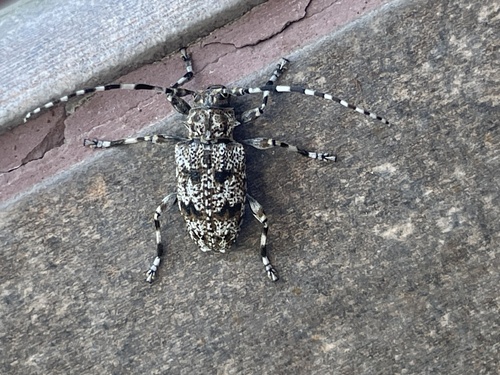 Aegomorphus clavipes