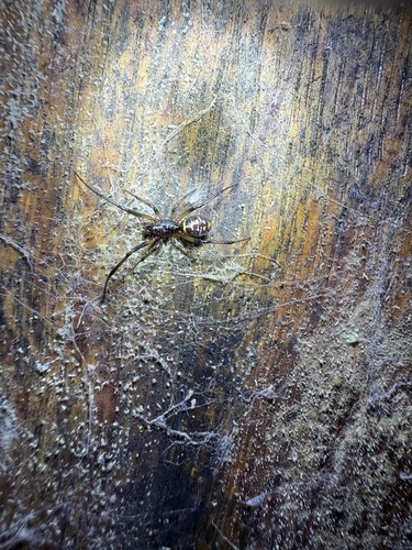 Black Cobweb Spider