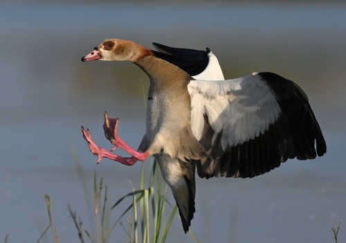 Egyptian Goose
