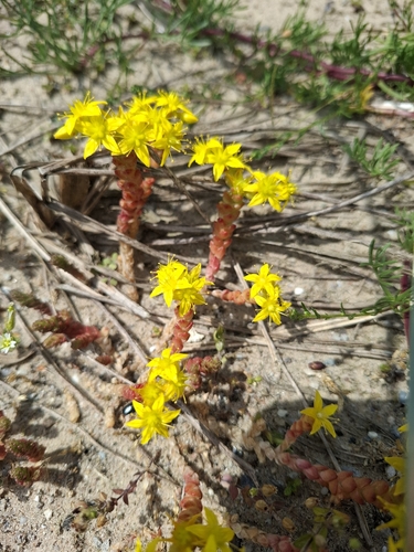 Biting Stonecrop