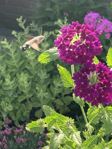 Eurasian Hummingbird Hawkmoth