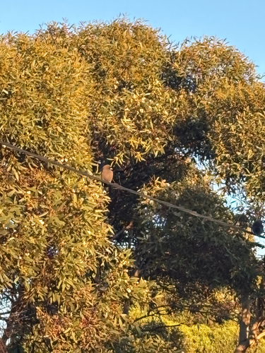 Dusky Woodswallow