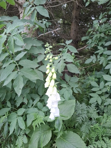 purple foxglove