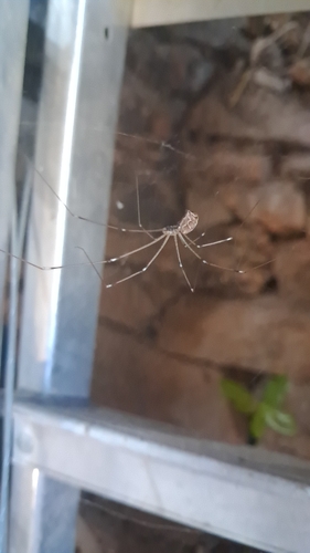 Marbled Cellar Spider